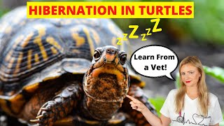 Turtle Hibernation - Everything You Must Know (Vet Explains)