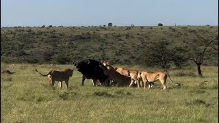 lion pride struggle attacking adult buffalo so strong video