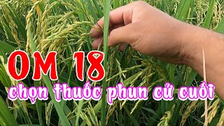 OM 18 - Cử cuối phun thuốc gì trên mảnh ruộng nhà mình | HN ThaiLand