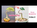 How to develop Ficus Benjamina Bonsai | weeping fig Bonsai