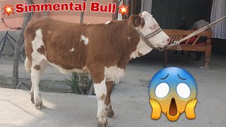 Simmental Buzoqlarni  Udarlari Keldi 😱 ☎️+998 91 125 29 77