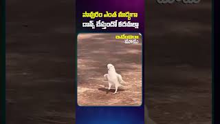 పావురం ఎంత ముద్దుగా డాన్స్ చేస్తుందో కదనుల్లా #funnyvideos#funnyshorts#innovativetips#factsintelugu