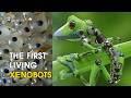 Xenobots: The Future of Synthetic Life | How We Accidentally Started Making Infinite Robots