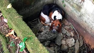 Собака охраняла оказавшегося в ловушке друга целую неделю, пока их не спасли!