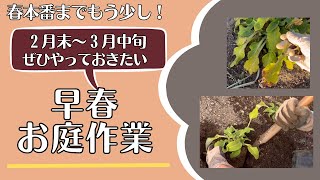 《３月お庭作業／シーズン幕開けの大切な作業》宿根草お手入れ／移植／植え付けなど今やっておきたい作業をご紹介