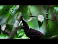 CILILIN GACOR BIRDS CHING IN THE WILD | CILILIN'S VOICE IN THE WILD SUITABLE FOR MASTERS | CLEOSCAPE