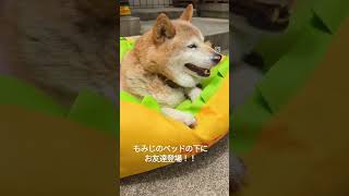 柴犬のカラフルな友達登場【柴女もみじ14歳】#柴犬 #シニア犬 #shortdogs #犬 #japan