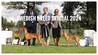 PH breed special 2024 | Pharaoh Hound 