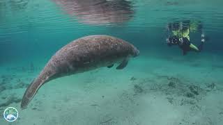 Why is it illegal to pet a manatee?
