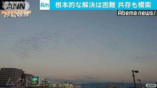 ある鳥の大群が問題に・・・全国各地で被害が増加(17/10/27)