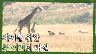 사자가 기린을 공격하는 것은 극히 드문 일. 새끼를 위한 두 어미의 필사적인 대결 | KBS 환경스페셜 080109 방송