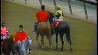 Forego leads post parade at the 1978 Marlboro Cup + Race