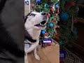 feliz navidad💕comparte el mensaje de max 🙏 feliznavidad navidad viralshorts husky