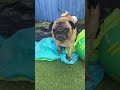 your not my mother 👩😌 fypシ゚ dog pug cute viral