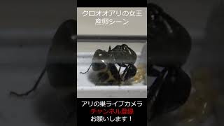 クロオオアリの女王　産卵シーン #Shorts  #insects #ants #クロオオアリ #女王アリ #産卵 #昆虫