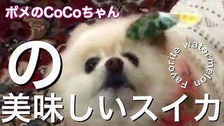 🐶CoCoちゃんの美味しいスイカ・ポメのCoCoちゃん。【ポメラニアン】小型犬・癒し犬動画・ポメのCoCo　CoCo's favorite watermelon・ Pome CoCo-chan.