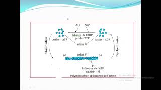 Cytologieبالعربية : (4) Hyaloplasme et Cytosquelette ( Part 2 Le cytosquelette)