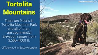 Five dog-friendly hiking spots in the Tucson area