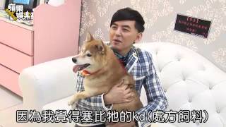 佼佼為元氣 連14年春節當阿宅 --蘋果日報20150303