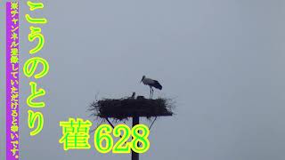 こうのとり、20 08 0628　コウノトリすくすく子育て家族（Stork）