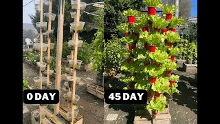 How to grow hydroponic cabbage in recycled plastic cup