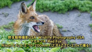 ロサンゼルスで野生動物撮影 アカギツネをZ fcとZ 70-200mm f/2.8+Z TC-2.0xで撮る! Wildlife Photography USA #nikon#redfox #キツネ