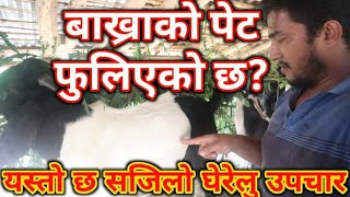 बाख्रापालन गर्न किसानको लागि 100% काम लाग्ने भिडियो||Best ideas to cure goat constipation