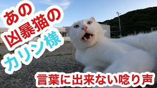 あの凶暴猫のカリン様が表現できない言葉にならない唸り声 straycats