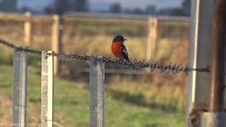 Flame Robin (Petroica phoenicea) | Corryong Sewage Ponds, Victoria (AUSTRALIA)