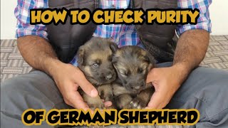 How to check purity of German shepherd GSD || know all about German shepherd puppies and dog