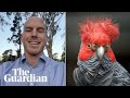 Senator David Pocock backs #TeamGangGang for Australian bird of the year 2023