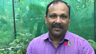 അങ്കമാലിയിലെ മത്സ്യകൃഷി -   NEDUMBASSERY ANGMALAY FISH FARM