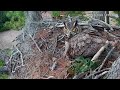 great horned owls protects owlets from bald eagle 02 16