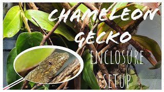 Chameleon Gecko Enclosure Setup | Eurydactylodes agricolae