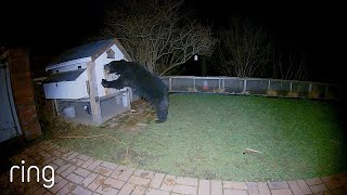 This Bear Messed with the Wrong Chicken Coop | RingTV