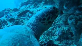 The Underwater Resident's Maldives LOB