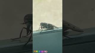 Horsefly￼