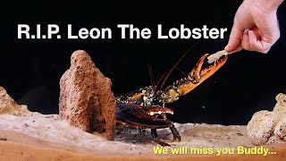 R.I.P. Leon The Lobster... We will mis you Buddy