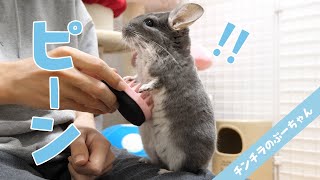 新しいブラシを使ってみたらチンチラが立った！ Funny and Cute Chinchilla