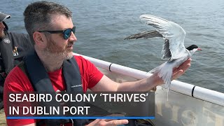 Tern for the better: Seabird colony 'thrives' in Dublin Port