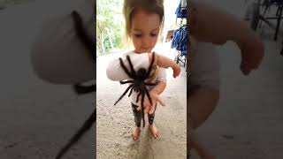 Little girl let’s huge pet tarantula crawl on her #shorts
