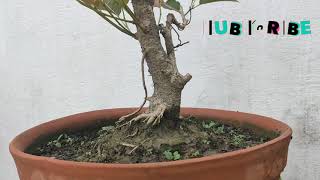 Pilkhan ( Ficus Virens) on the way to be a bonsai.