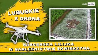 Harcerska lilijka w nadleśnictwie Skwierzyna [LUBUSKIE Z DRONA]