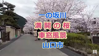 一の坂川の桜並木、山口市、車窓風景