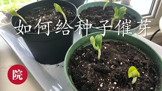 【彬彬有院】种•122一起来种菜---育苗《如何给种子催芽》//How to Germinate Seeds Fast