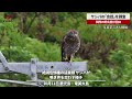 【速報】サシバの「会話」を調査 関西の野鳥愛好団体