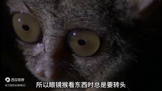 唯一的纯“肉食”猴子，看东西总是要转头？