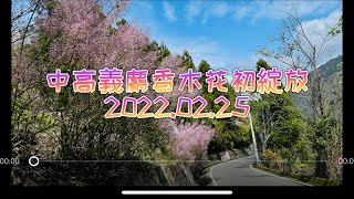 老翁退休遊記：中高義麝香木花初綻放. 2022.02.25