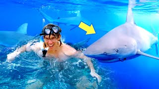 Shark Diving in Hawaii!