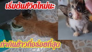 เริ่มต้นชีวิตใหม่‼️หนูขอฝากชีวิตน้อยๆไว้กับแม่ 💝 💖@cats_home